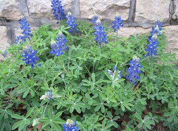 Bluebonnets